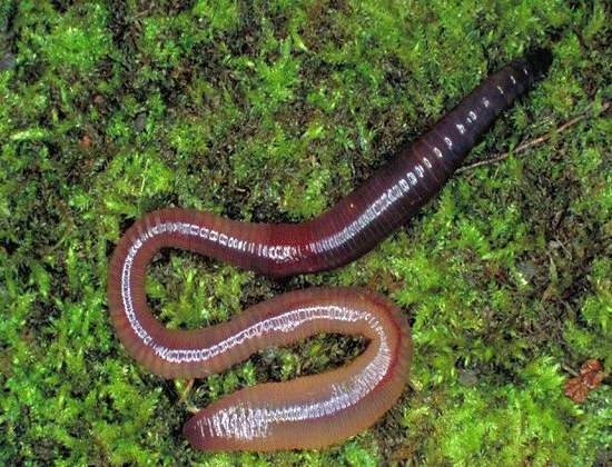 Фото личинок дождевых червей для рыбалки